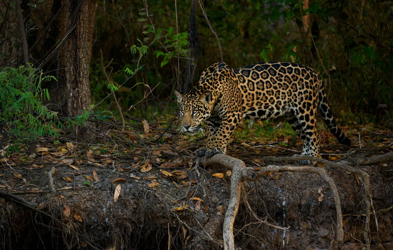 Photo wallpaper forest, look, leaves, branches, roots, jungle, Jaguar