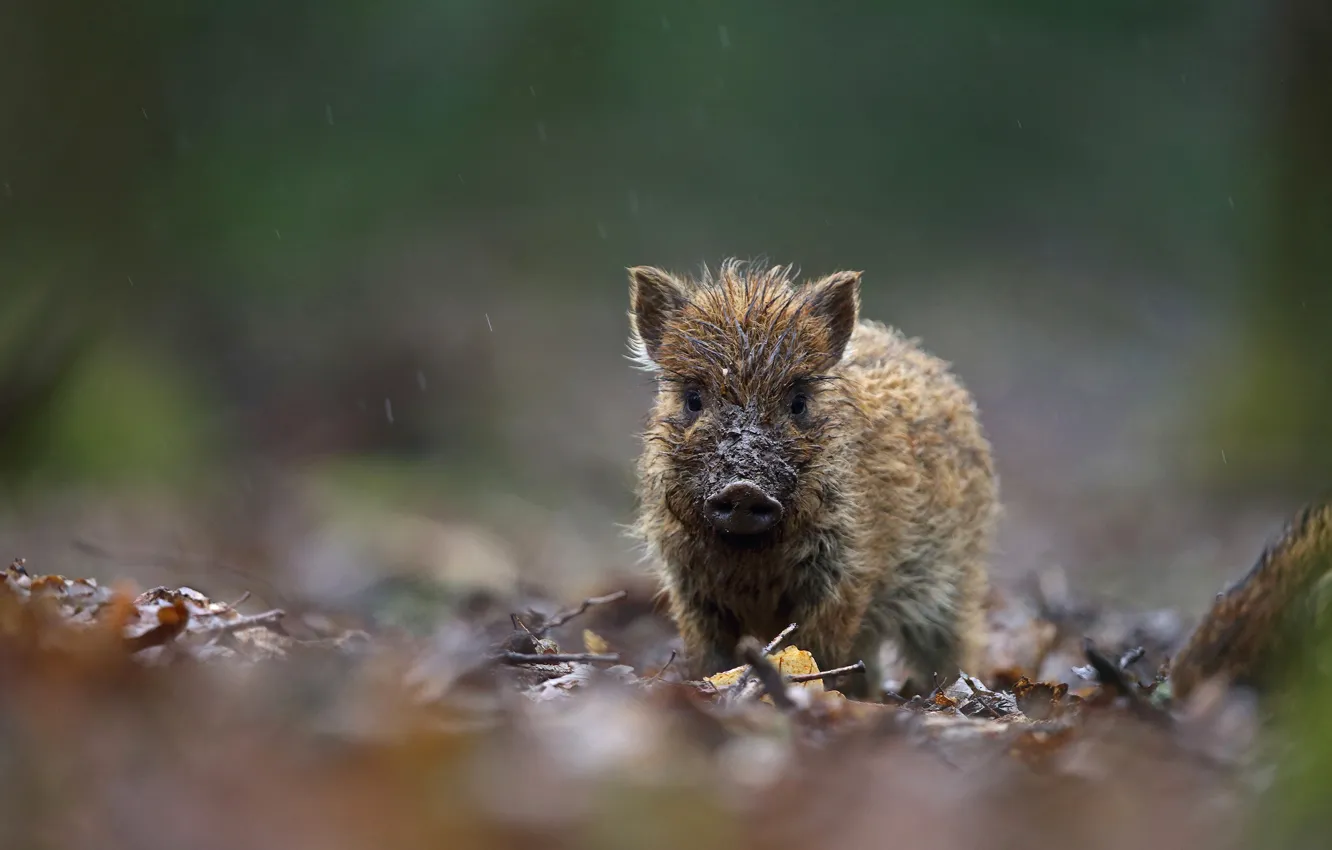 Photo wallpaper grimy, wet, rain, autumn, pig, Piglet, nature, dirty