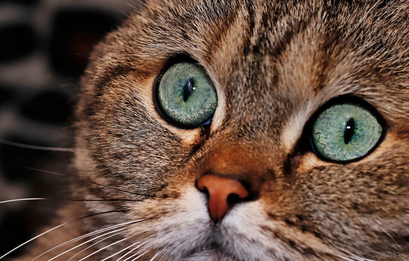 Photo wallpaper cat, cat, look, face, close-up, grey, portrait, basket