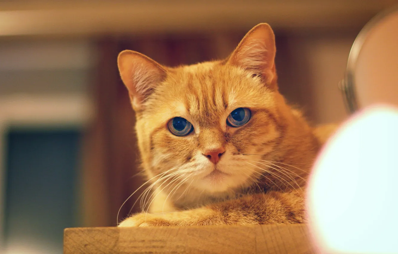 Photo wallpaper cat, cat, look, face, light, background, room, lamp