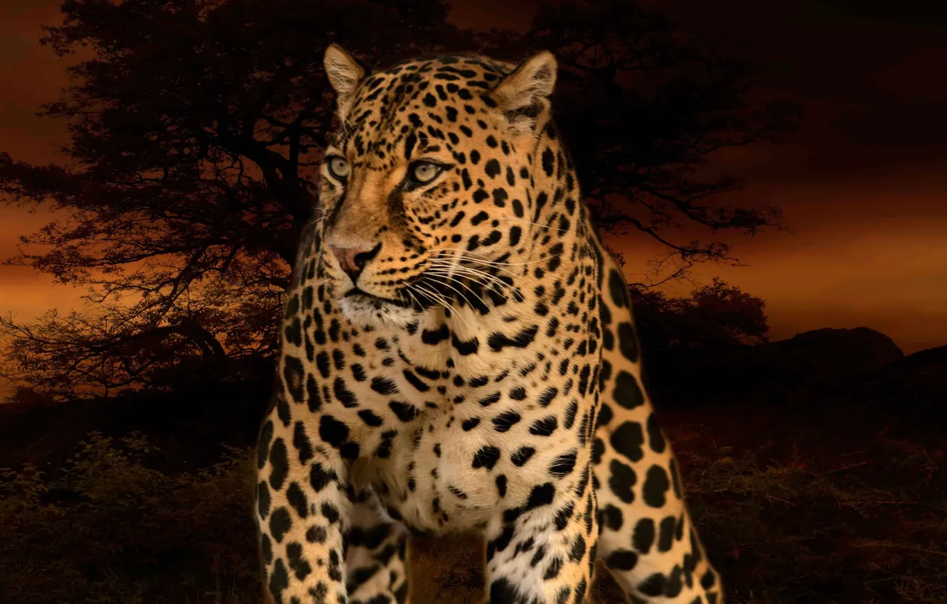 Photo wallpaper Leopard, Trees, Predator, Wild cat, Big cat, Photomantage
