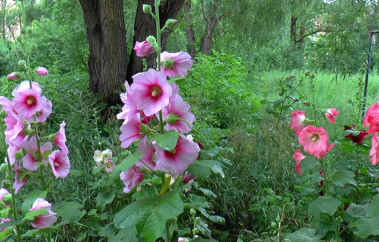 Photo wallpaper summer, flowers, Rosa, mallow