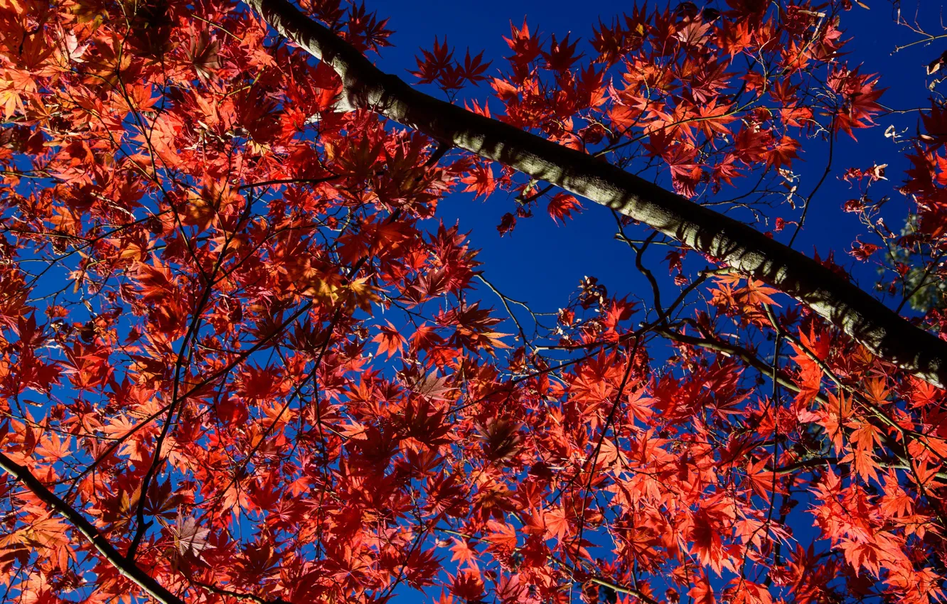 Photo wallpaper autumn, the sky, leaves