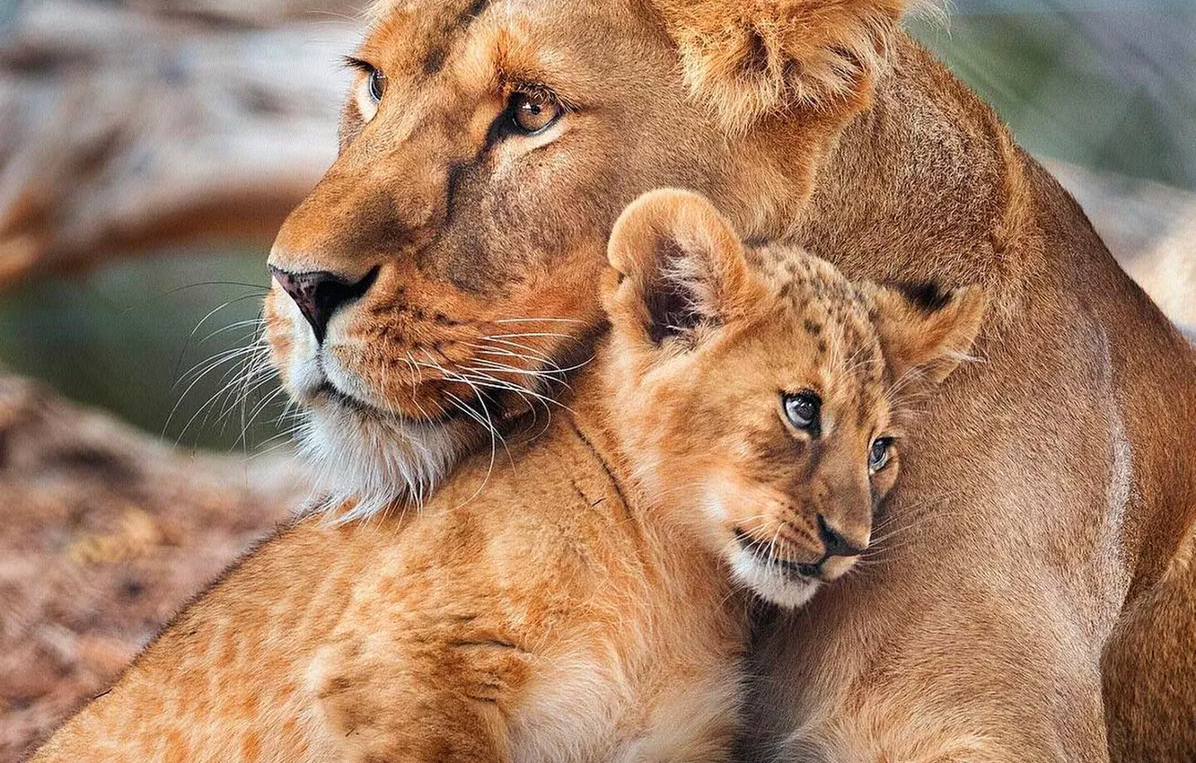 Photo wallpaper Leo, lioness, mom, lion