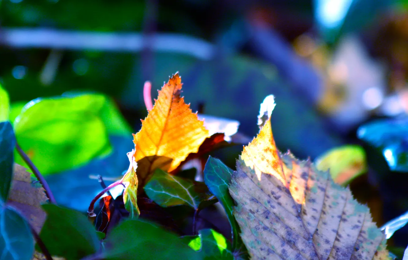 Photo wallpaper autumn, leaves, macro
