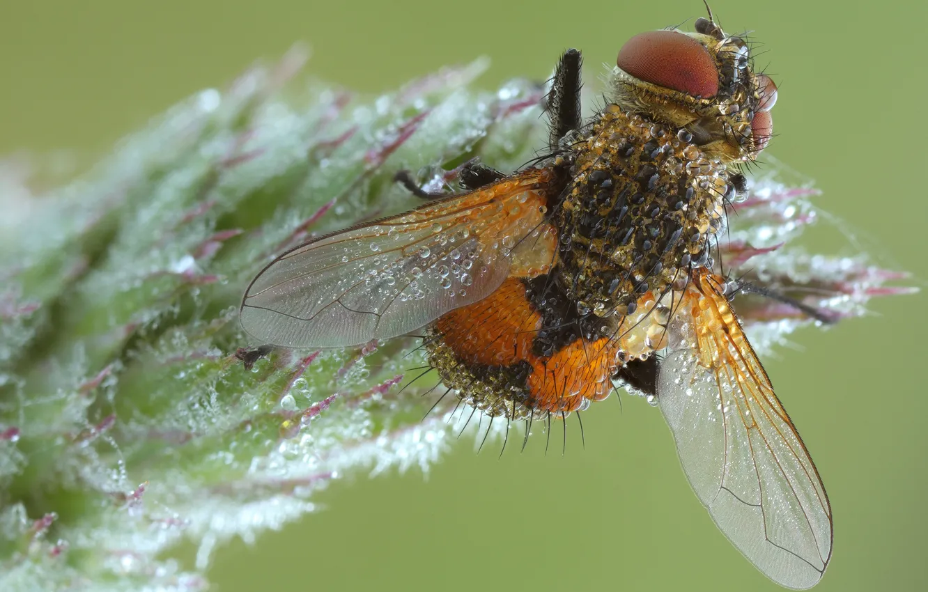 Photo wallpaper drops, macro, nature, fly, background, plant, insect, wings