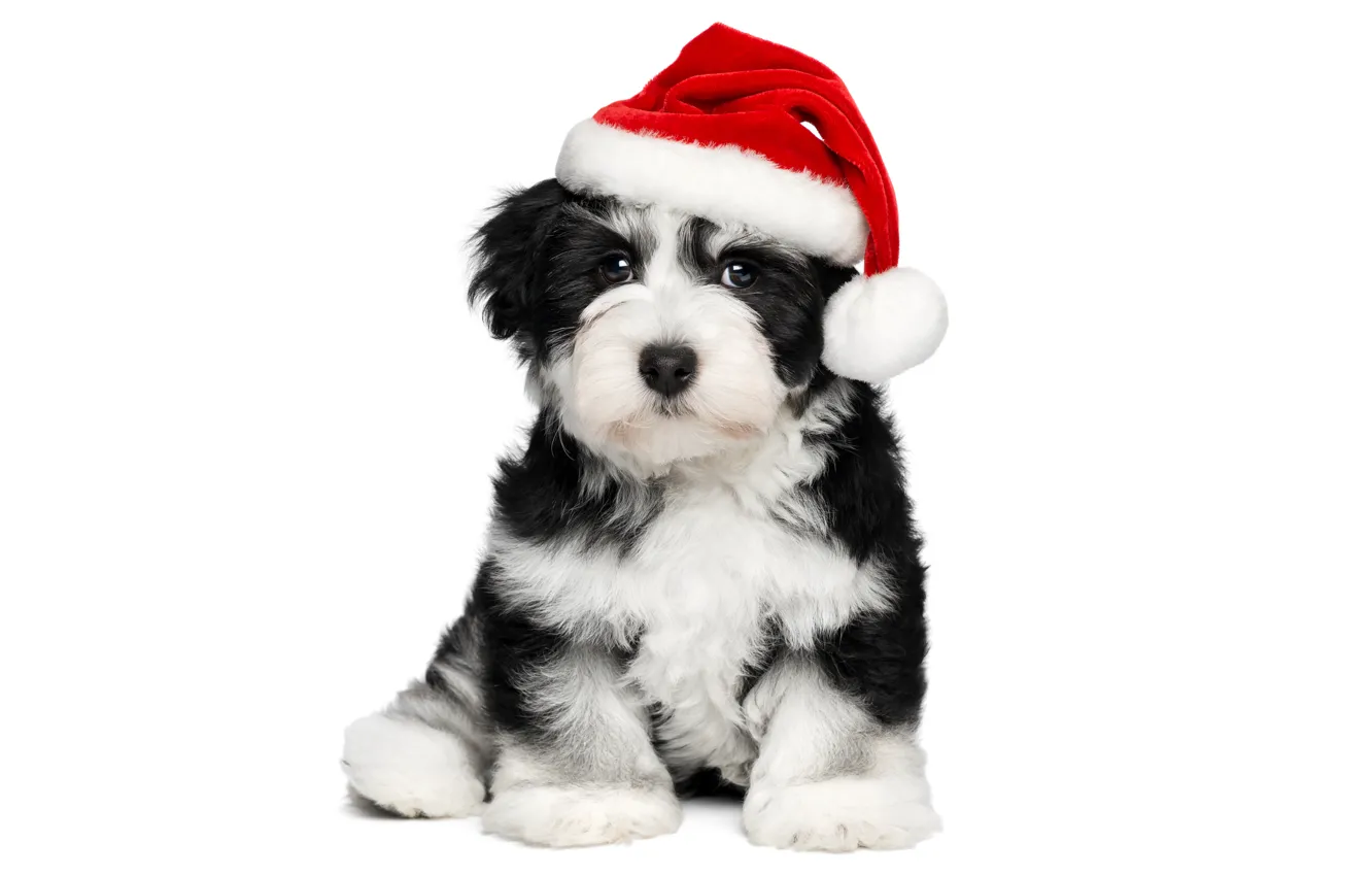 Photo wallpaper red, animal, holiday, sweetheart, new year, dog, Christmas, puppy