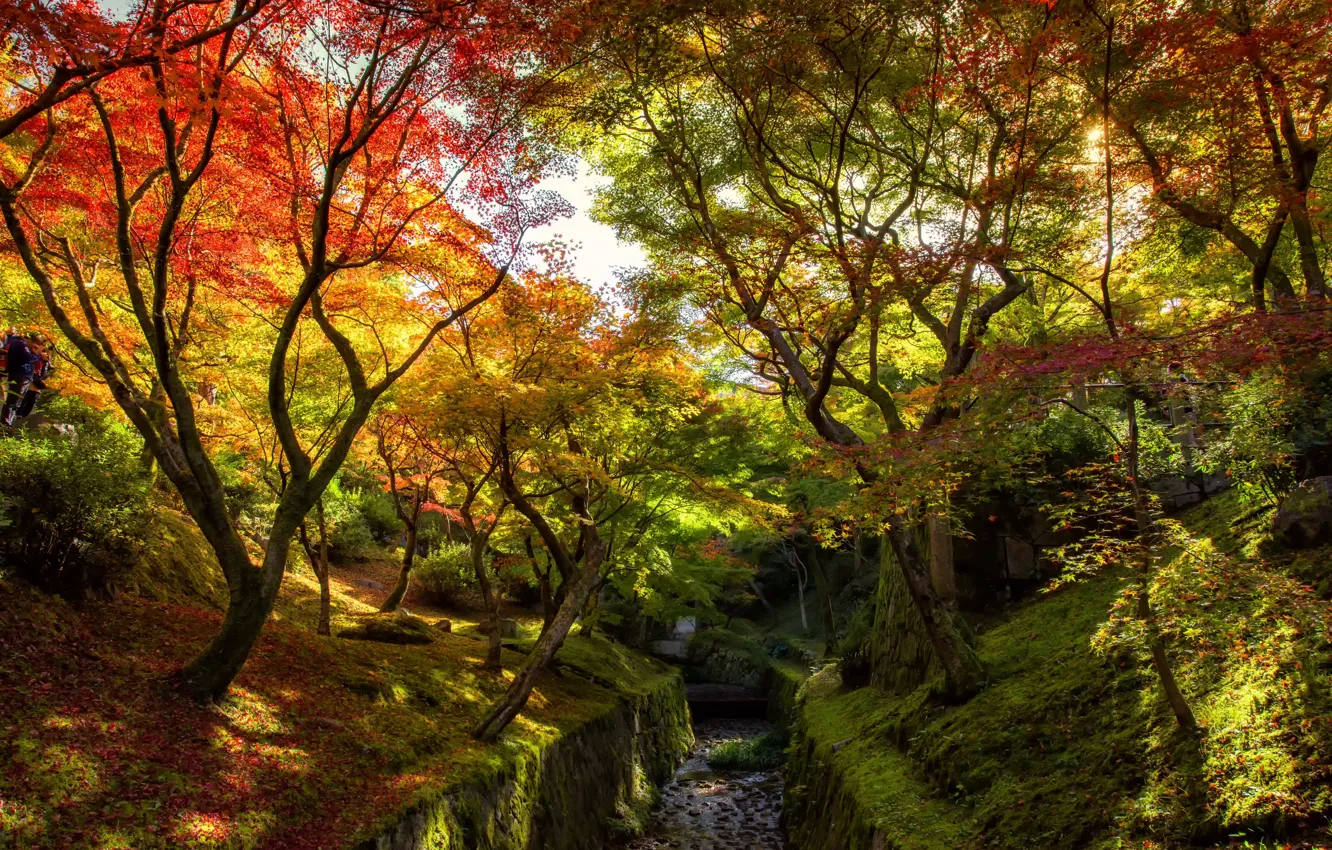 Photo wallpaper autumn, forest, leaves, trees, Park, colorful, forest, landscape