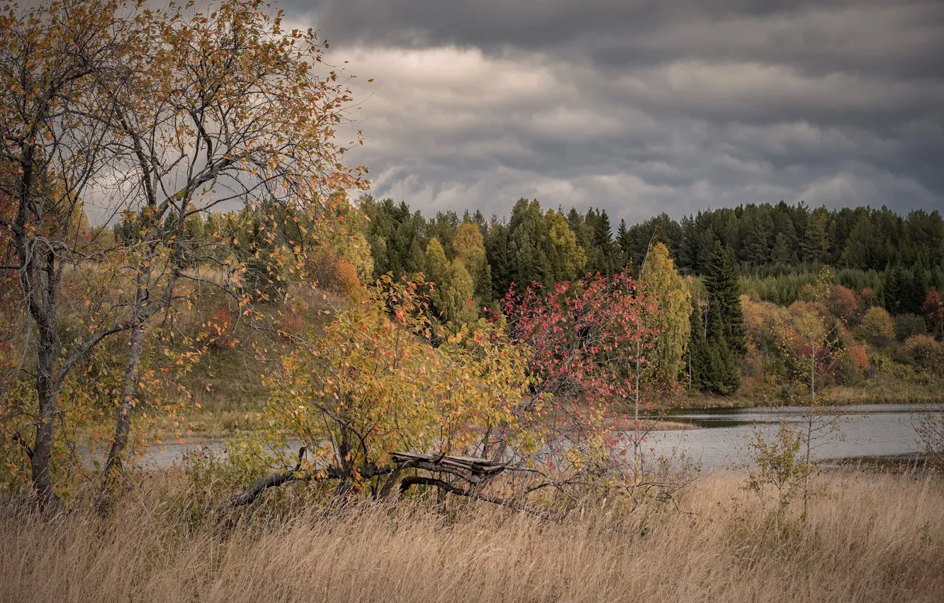 Photo wallpaper field, autumn, forest, the sky, grass, clouds, branches, clouds