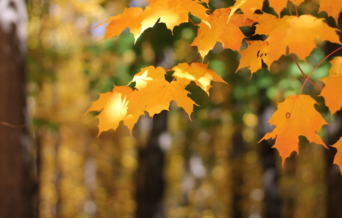 Photo wallpaper autumn, leaves, light, trees, orange, branches, yellow, nature
