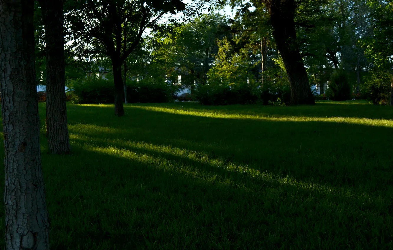 Photo wallpaper summer, grass, leaves, the sun, rays, trees, landscape, nature