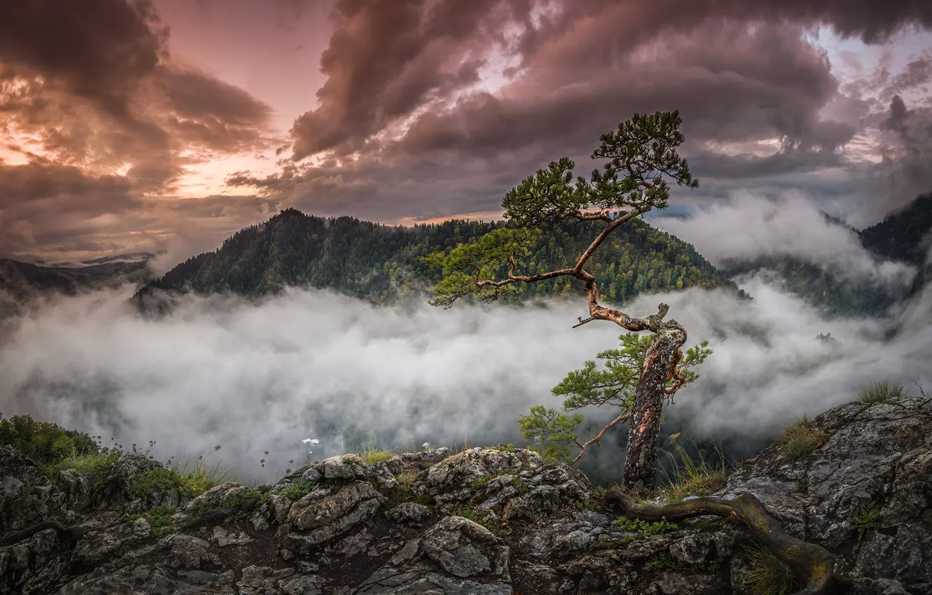 Photo wallpaper forest, clouds, trees, landscape, mountains, clouds, nature, stones