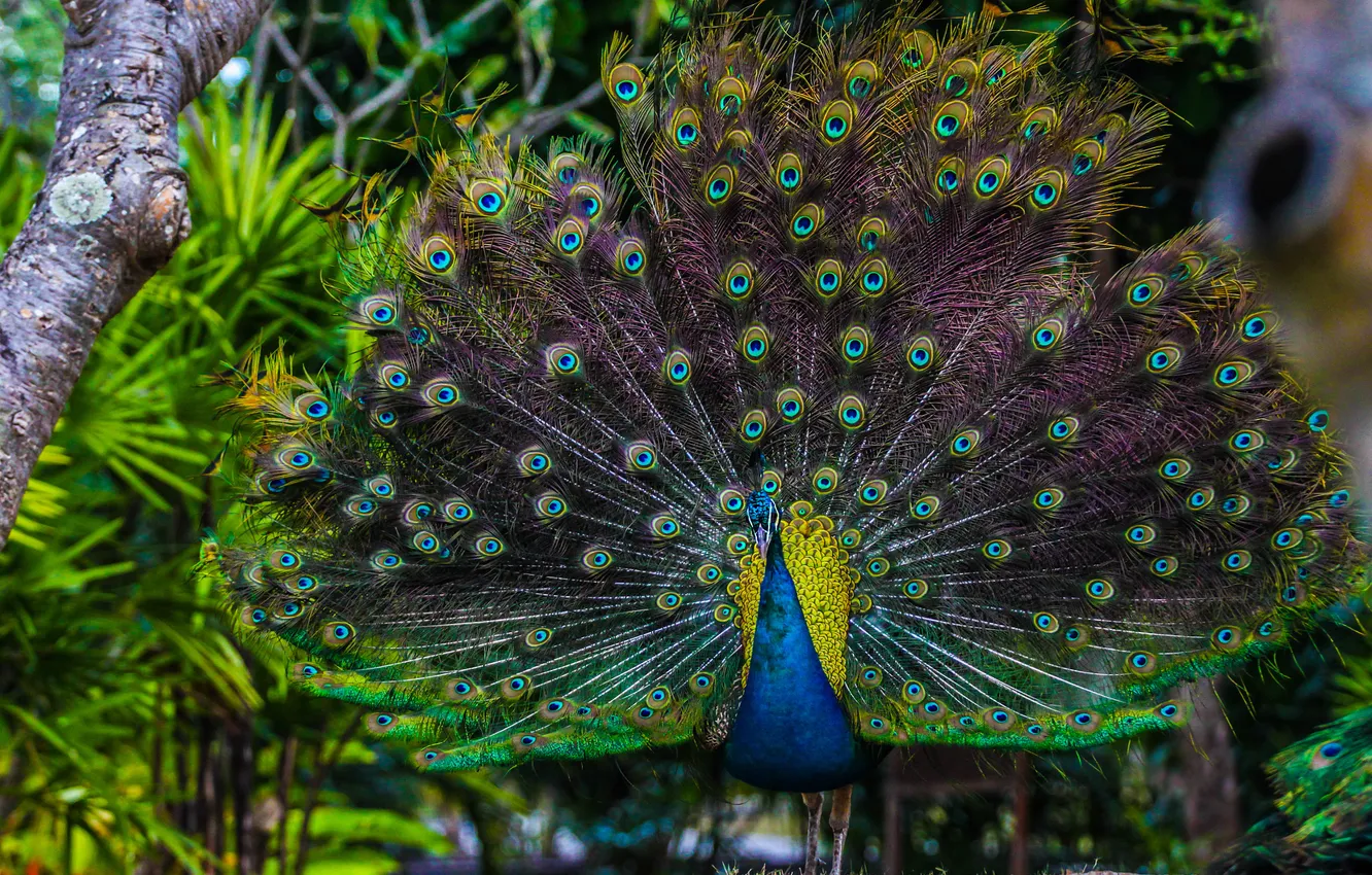Photo wallpaper bird, feathers, tail, peacock, handsome