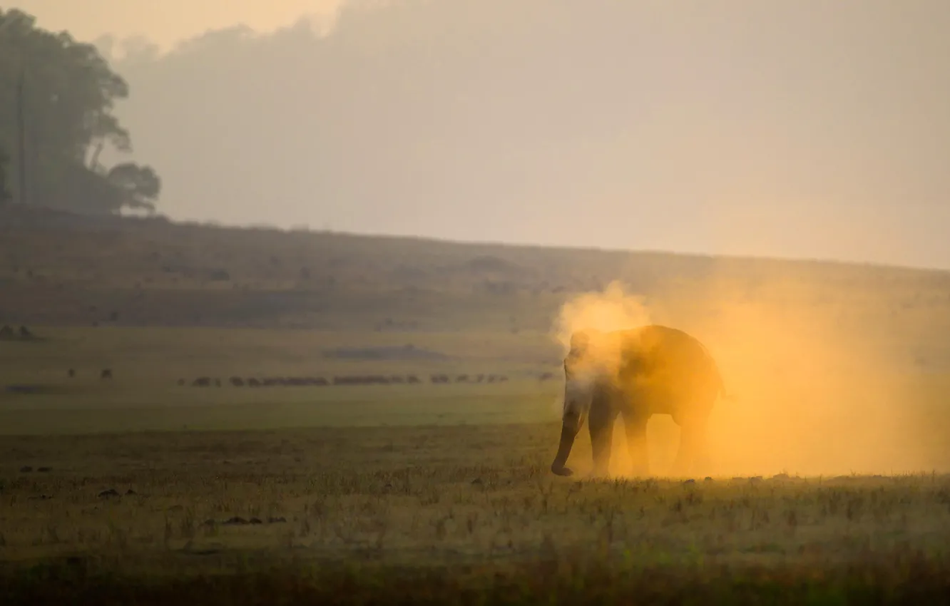 Photo wallpaper nature, dust bath, Asian elephant