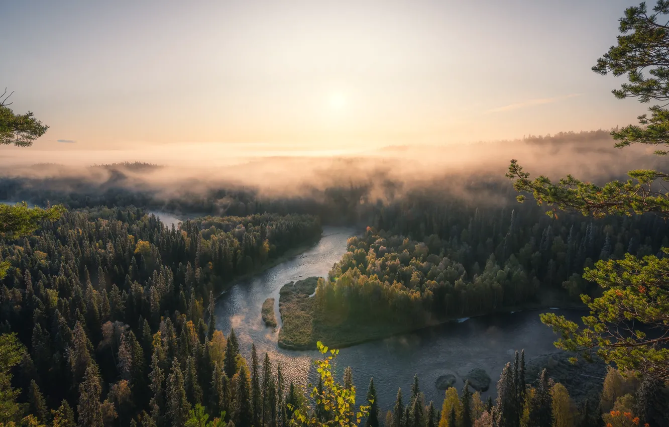 Photo wallpaper forest, the sky, the sun, clouds, light, trees, branches, fog