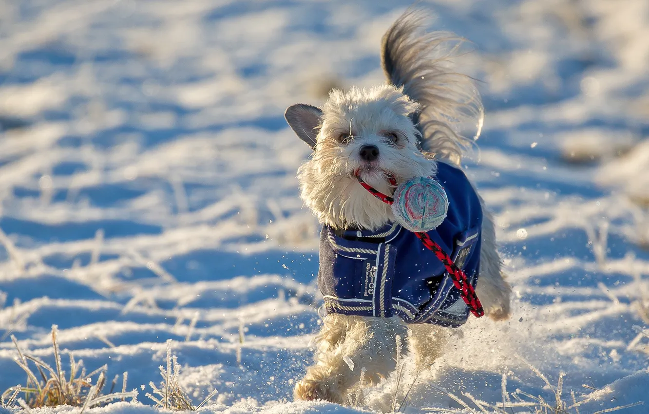 Photo wallpaper winter, snow, mood, toy, dog, walk