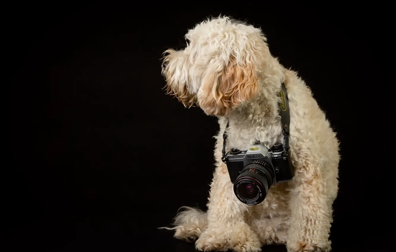 Photo wallpaper background, dog, camera