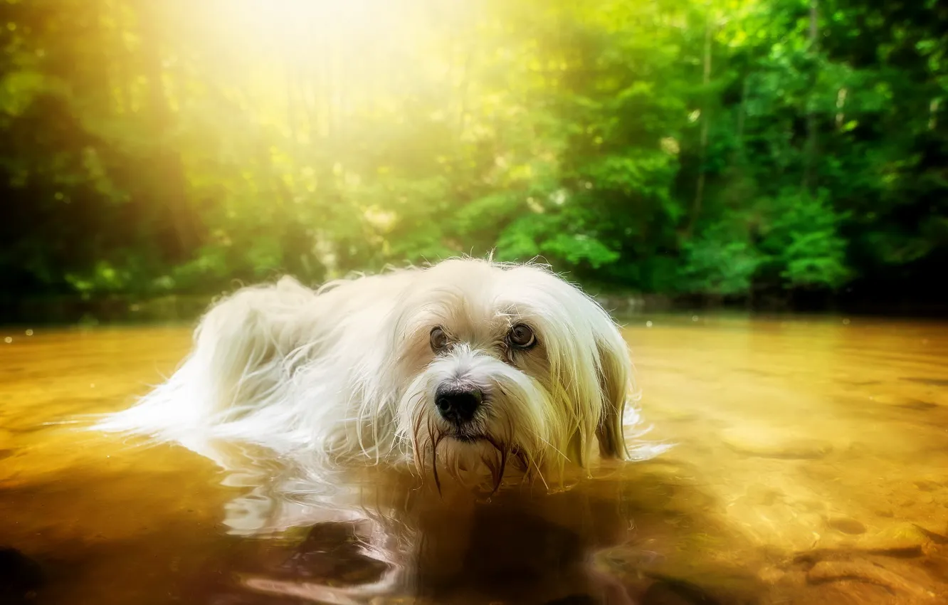 Photo wallpaper look, river, each, dog