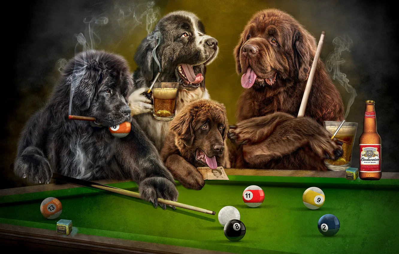 Photo wallpaper language, dogs, look, the dark background, rendering, table, stay, balls