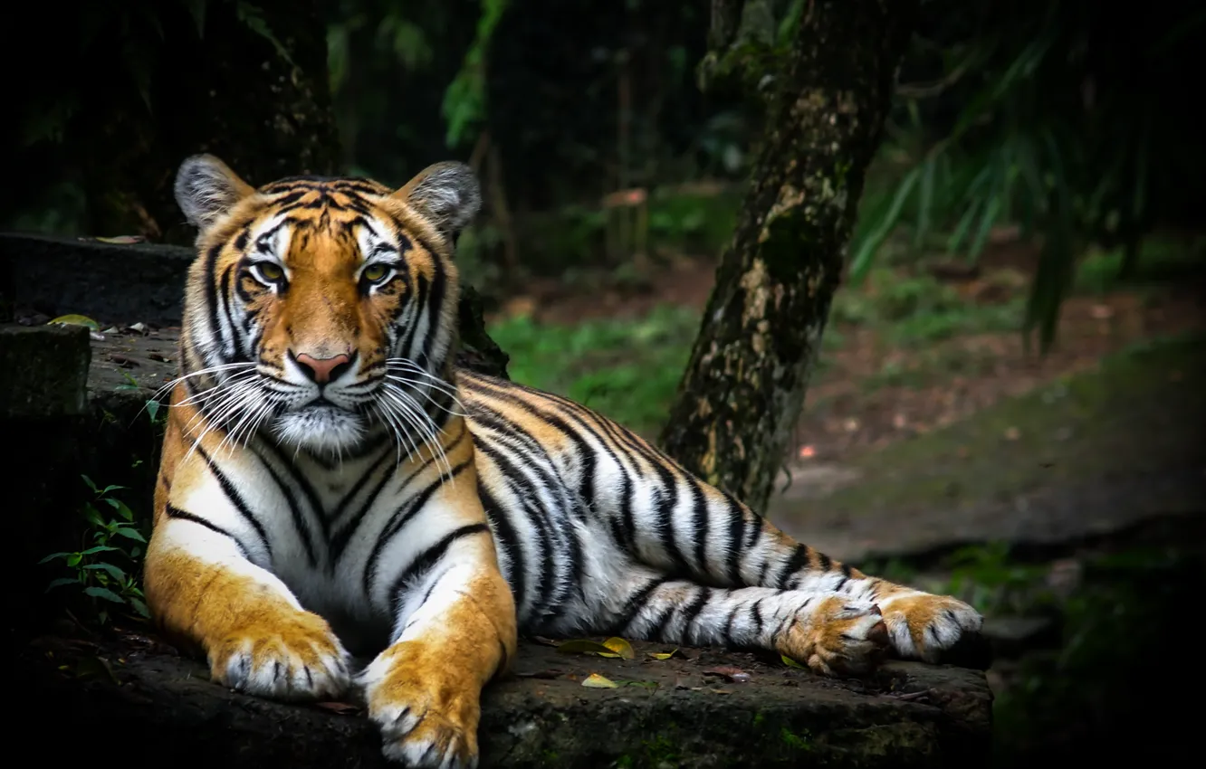 Photo wallpaper nature, tiger, predator, resting, big cat