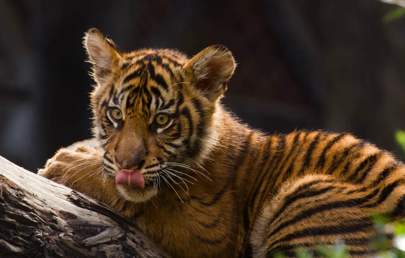 Photo wallpaper language, face, tiger, cub, wild cat, tiger