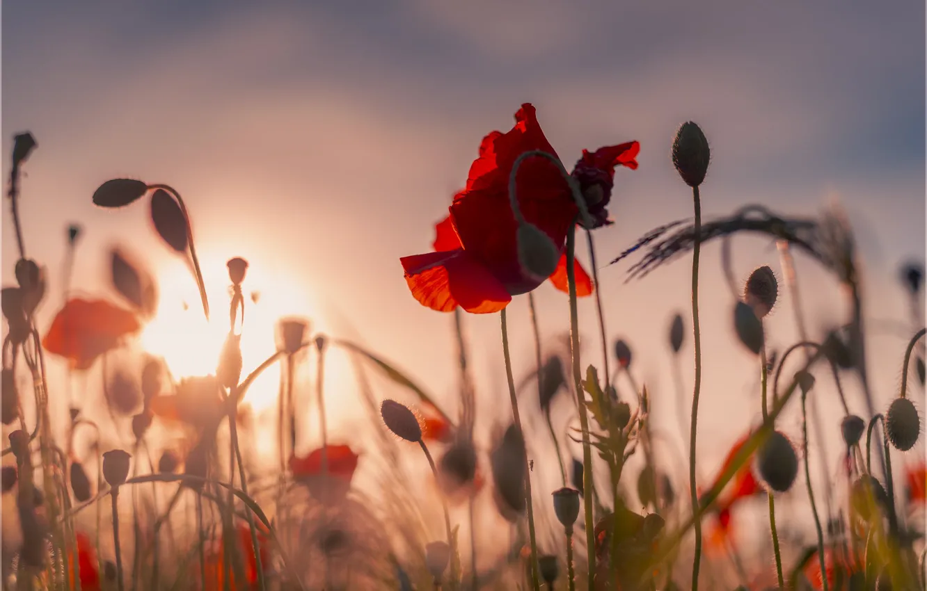 Photo wallpaper summer, the sky, the sun, light, flowers, red, dawn, Maki