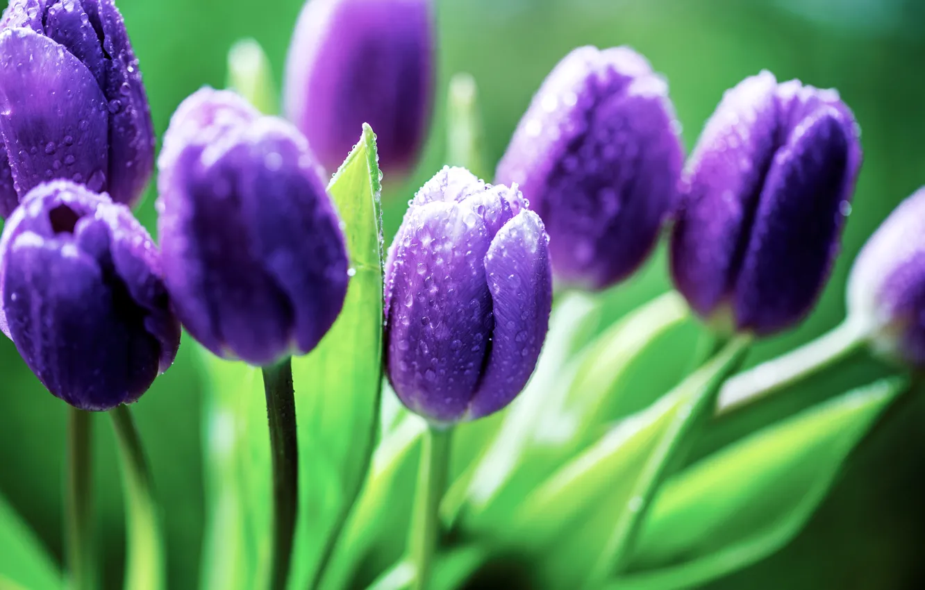 Photo wallpaper leaves, drops, flowers, purple, tulips, buds, lilac