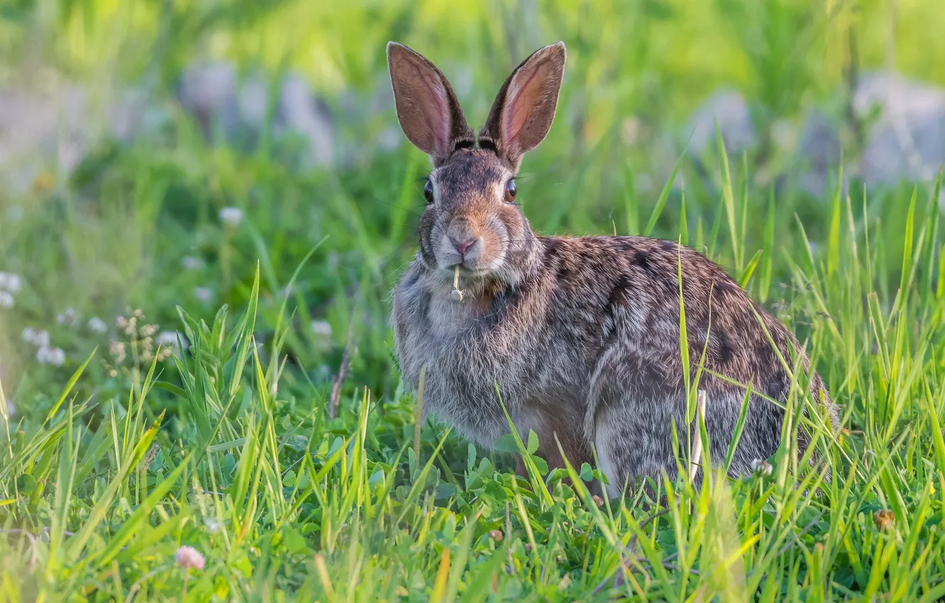 Photo wallpaper grass, grey, hare, meadow, Bunny