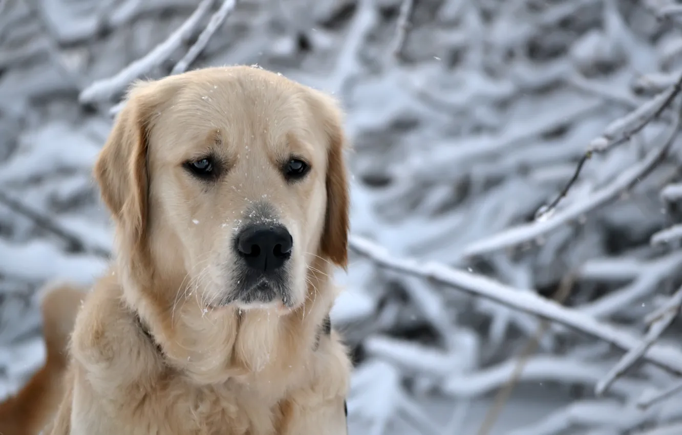 Photo wallpaper winter, forest, eyes, face, snow, snowflakes, nature, dog