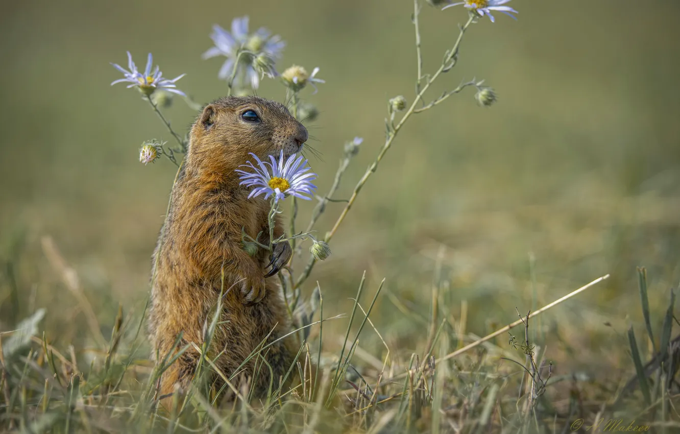 Photo wallpaper grass, flowers, nature, animal, marmot, animal, Alexander Makeev