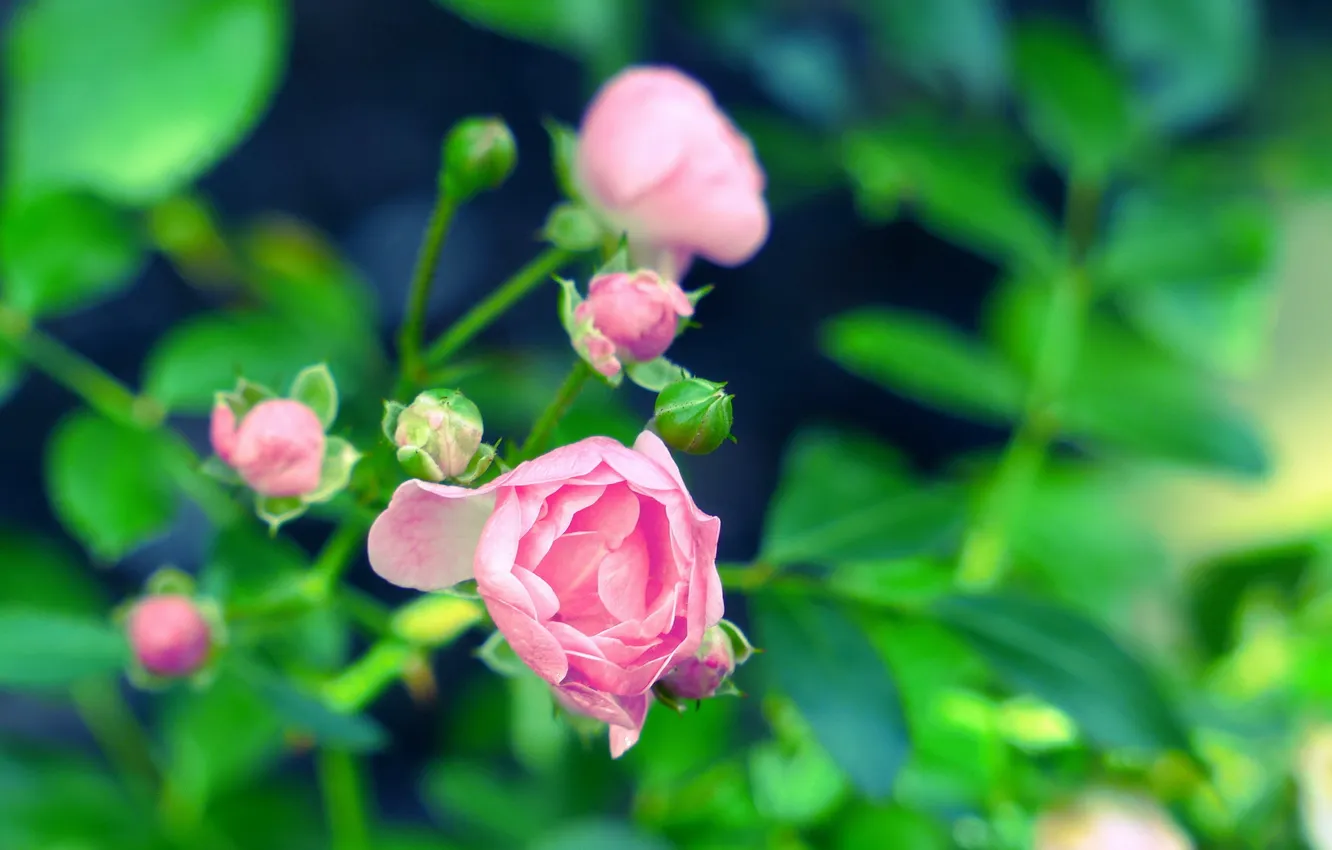 Photo wallpaper flowers, background, roses, blur, pink, buds