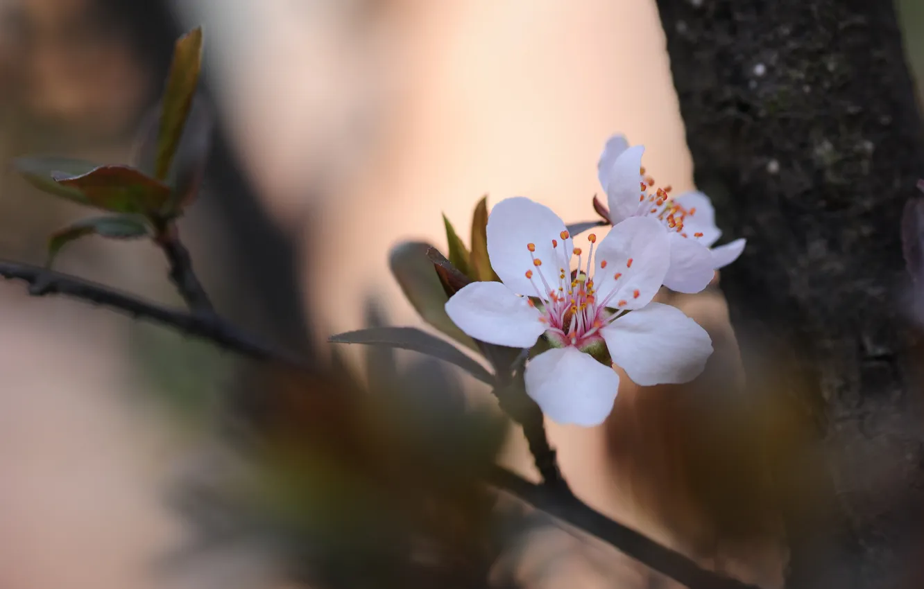 Photo wallpaper leaves, trees, flowers, branches, spring