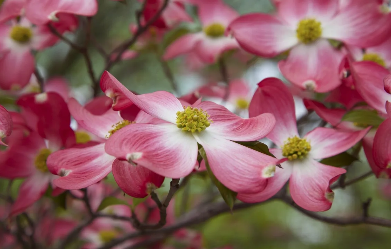 Photo wallpaper macro, branches, petals, flowering, bokeh, dogwood