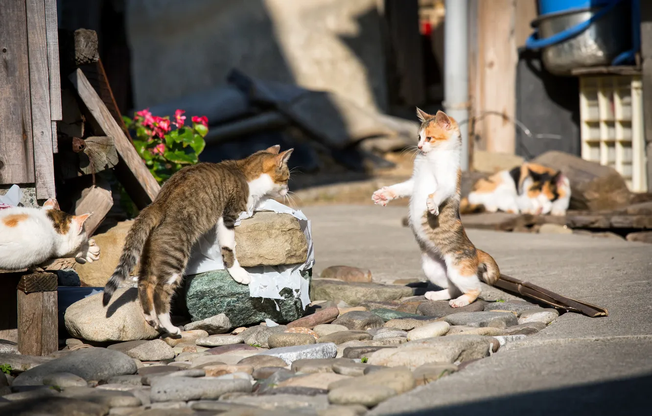 Photo wallpaper cat, street, Koshak, showdown