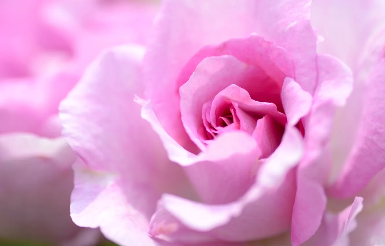 Photo wallpaper macro, roses, petals, pink