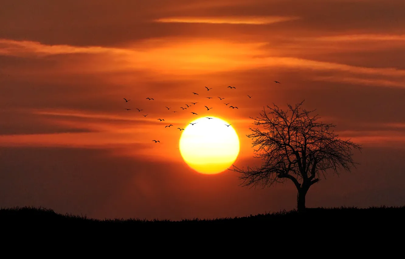 Photo wallpaper the evening, silhouette, lonely tree, sunset, sunset, evening, a flock of birds, silhouette