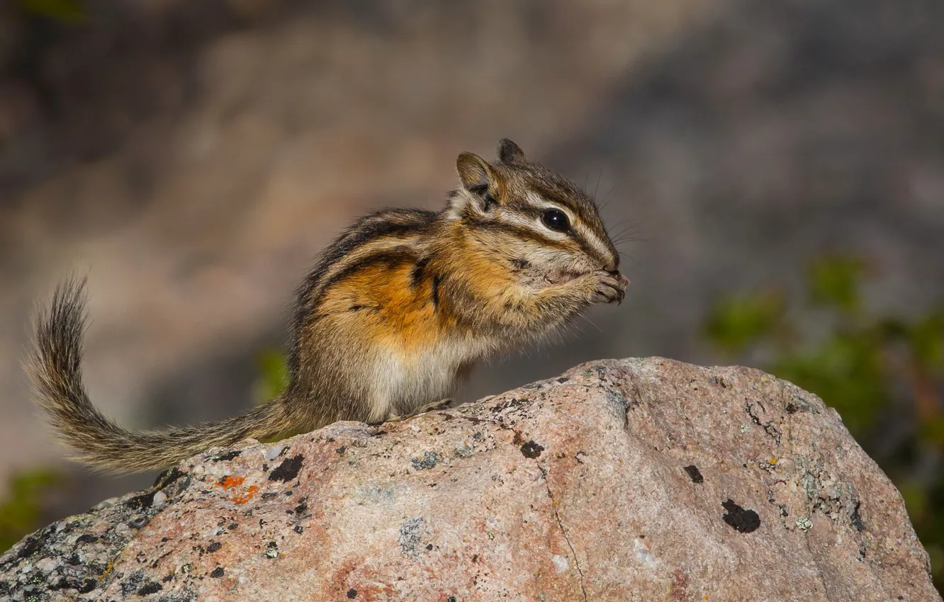 Photo wallpaper pose, stones, Chipmunk, rodent