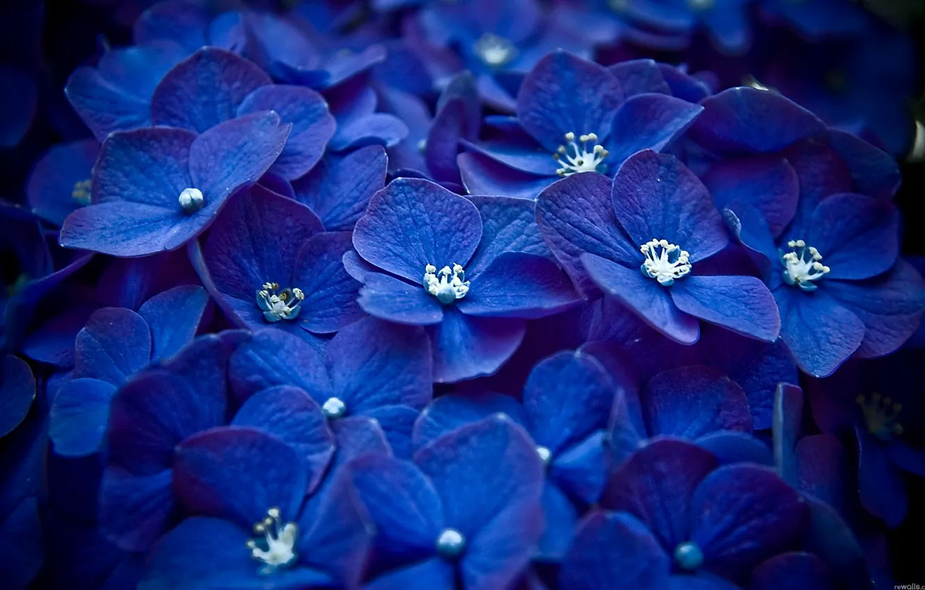Photo wallpaper macro, flowers, blue, Petals, a lot
