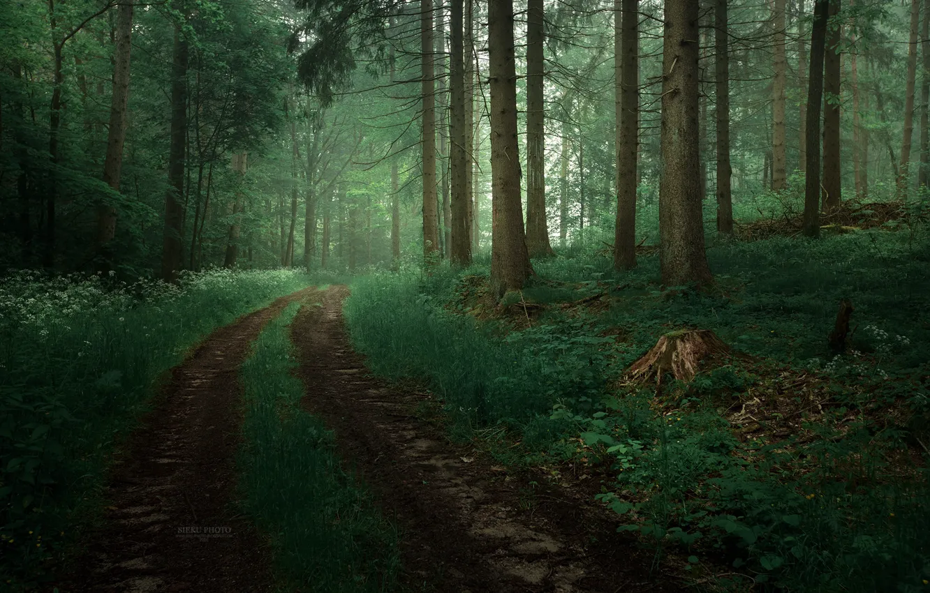 Photo wallpaper road, greens, forest, trees