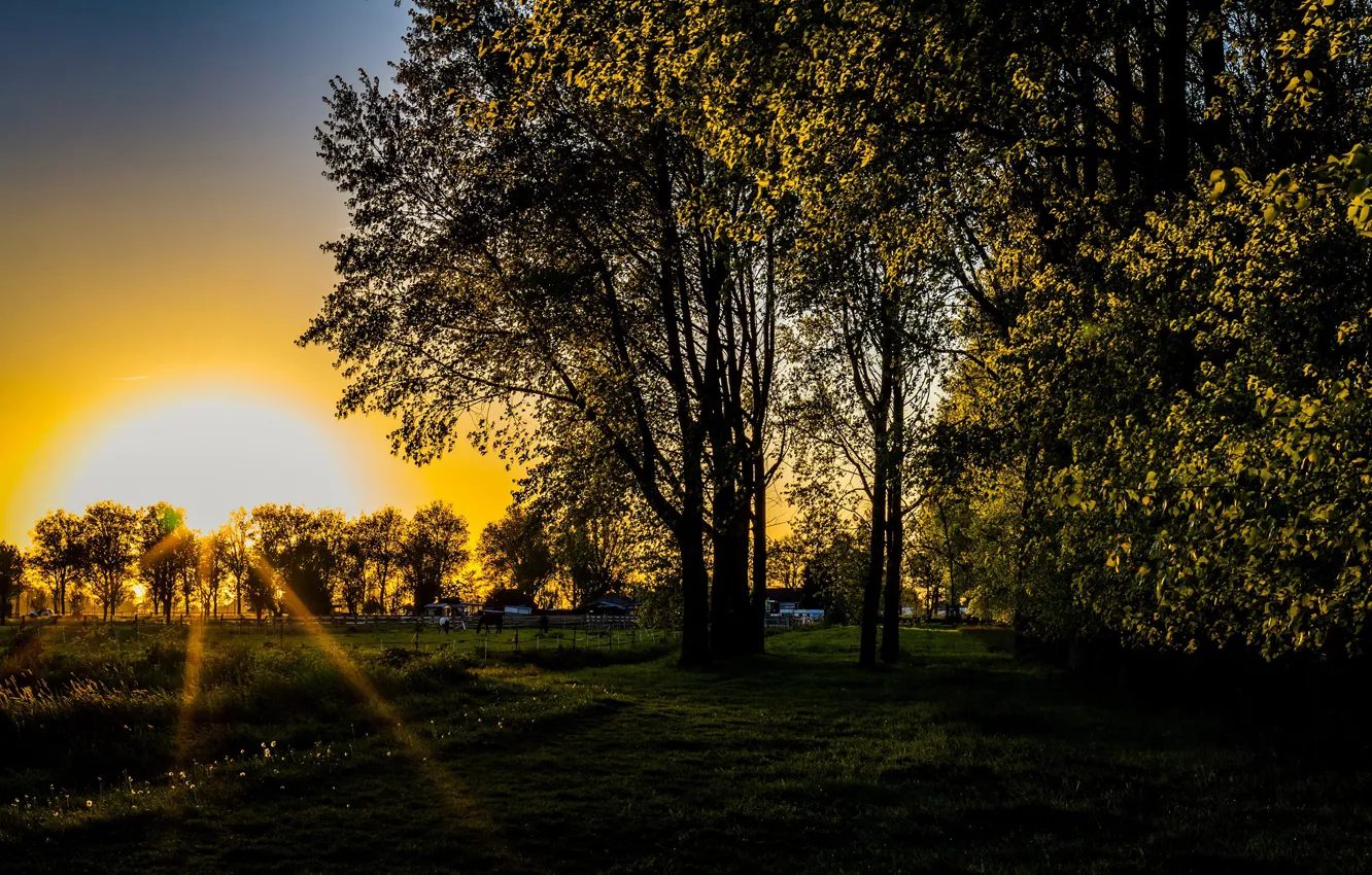 Photo wallpaper the sun, rays, trees, sunset