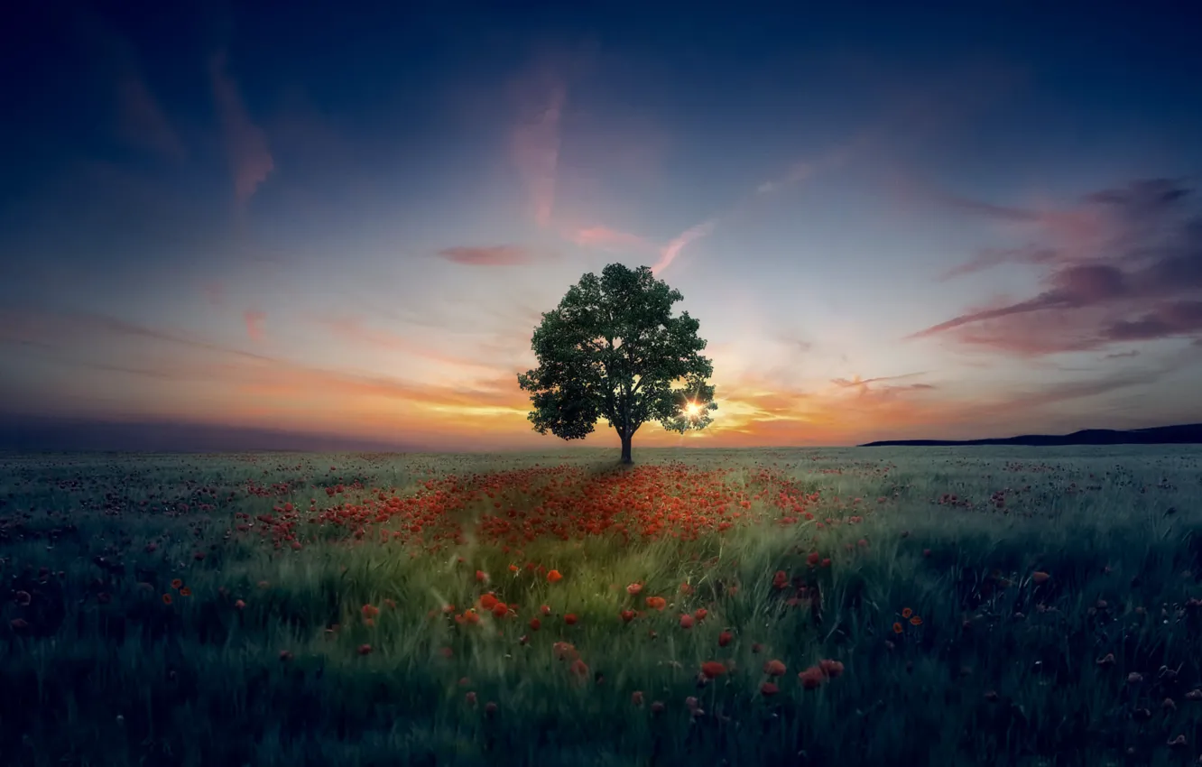 Photo wallpaper the sky, trees, sunset, rendering, Maki, the evening, photoart, poppy field