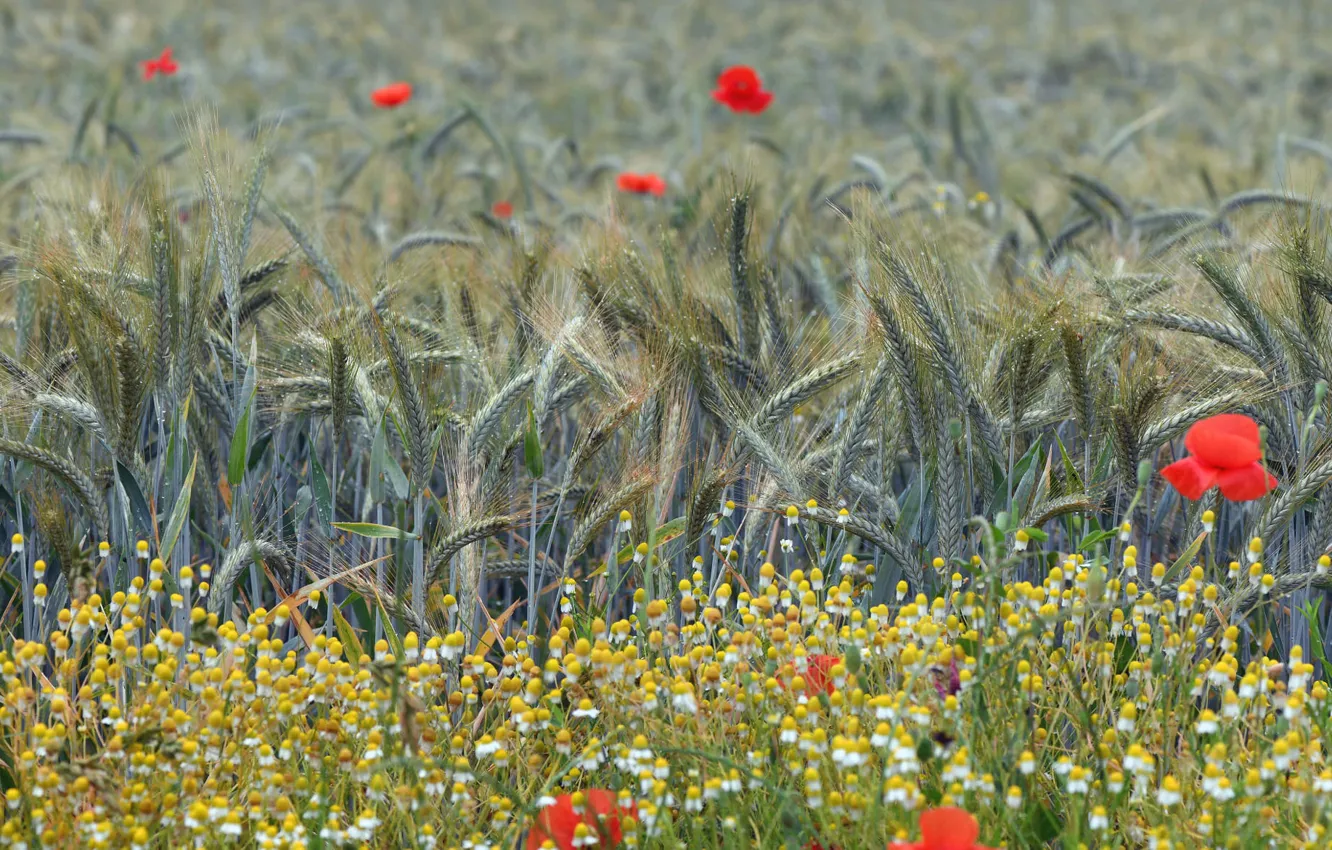 Photo wallpaper field, flowers, red, nature, rye, Maki, chamomile, ears