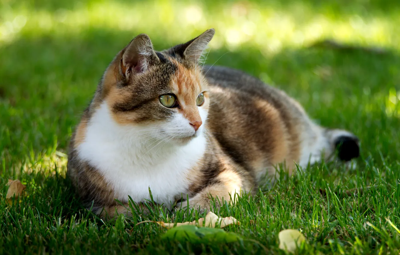 Photo wallpaper cat, grass, stay, lawn