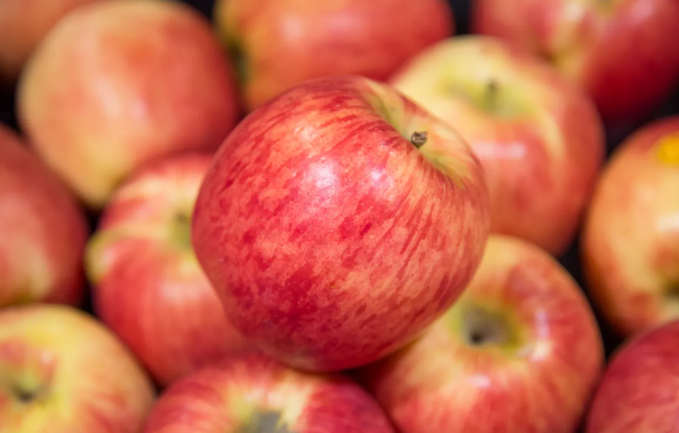 Photo wallpaper macro, apples, red