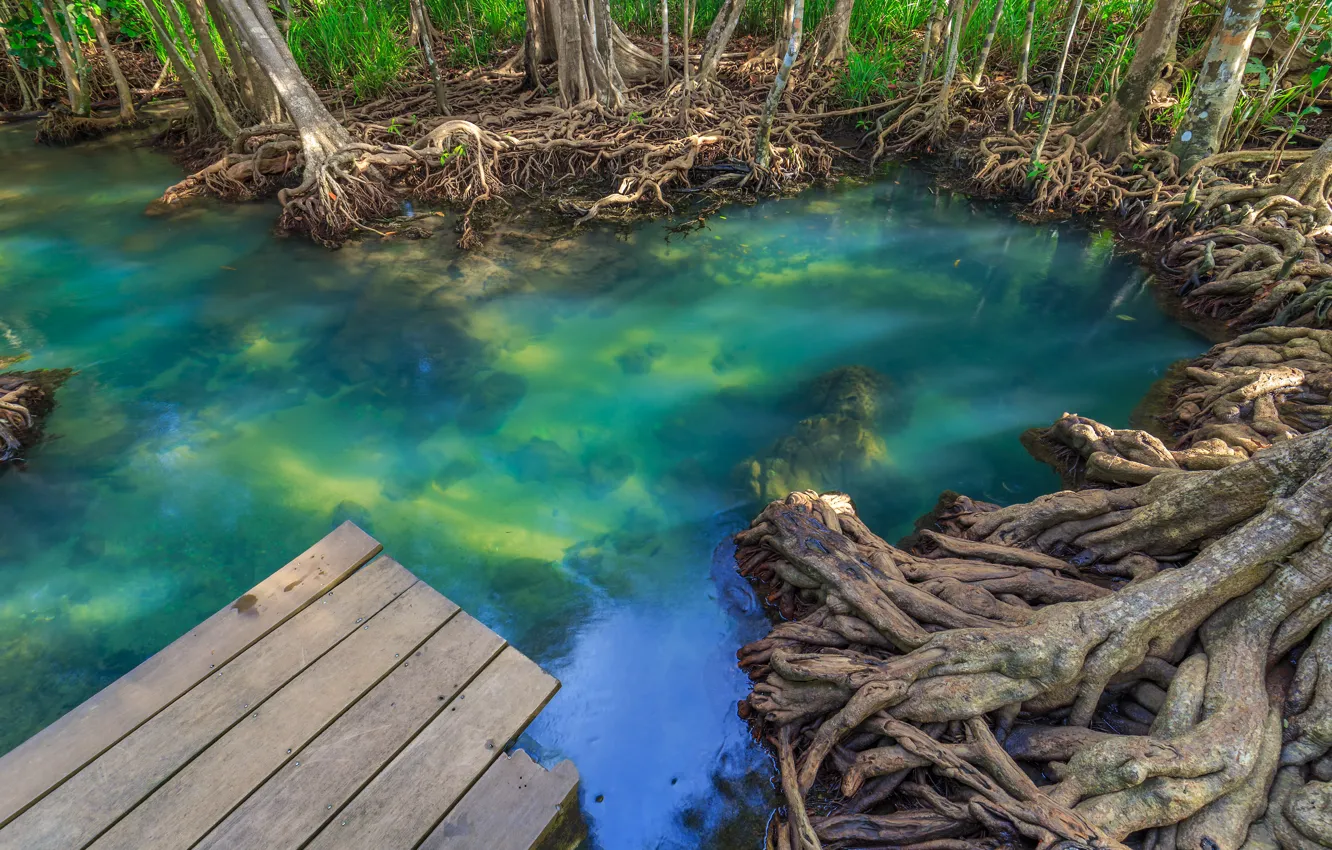 Photo wallpaper forest, lake, river, forest, tropical, landscape, beautiful, lake