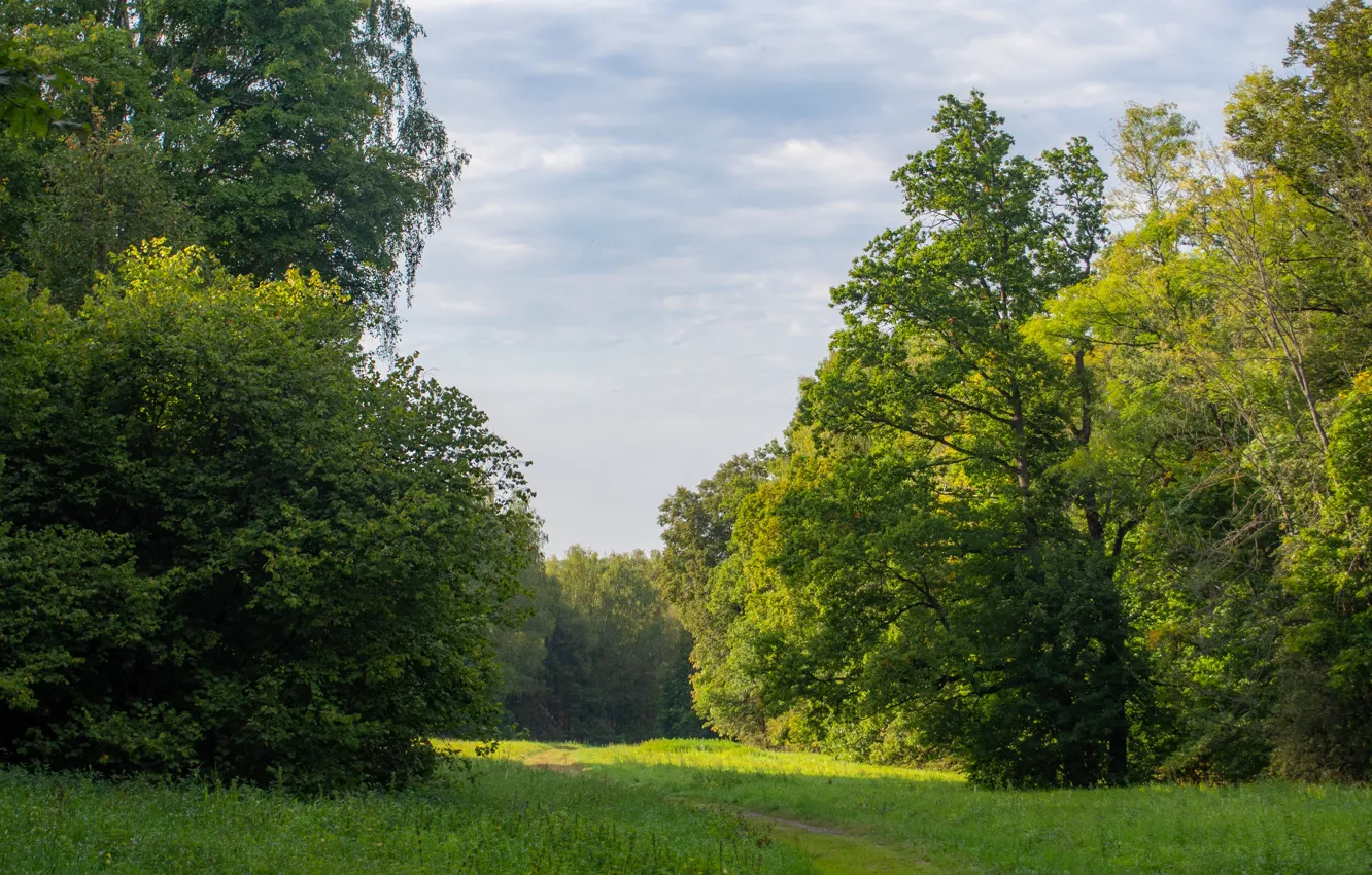 Photo wallpaper trees, meadow, September, Yasnaya Polyana