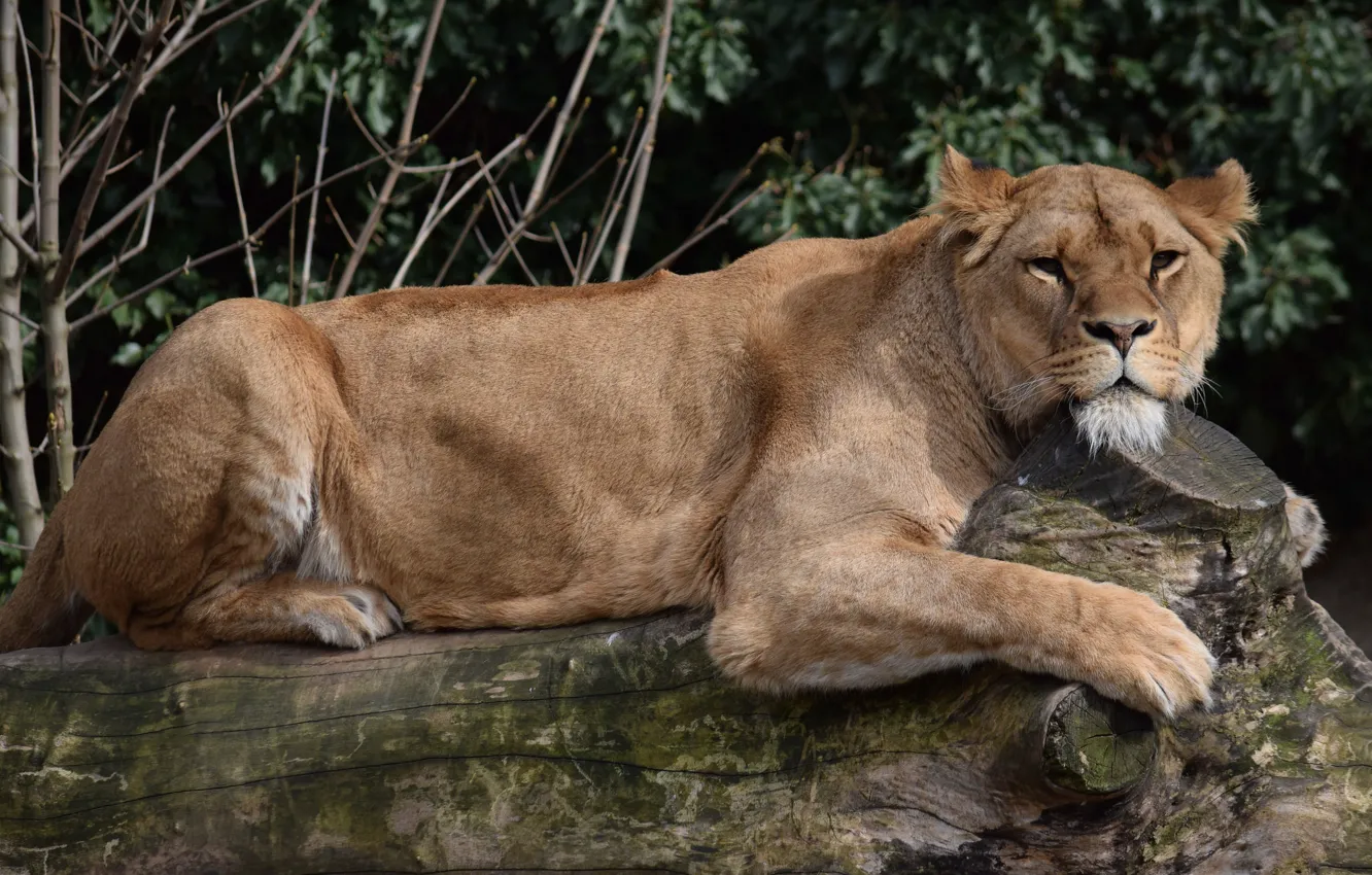 Photo wallpaper Cat, Lioness, Stay, Animal