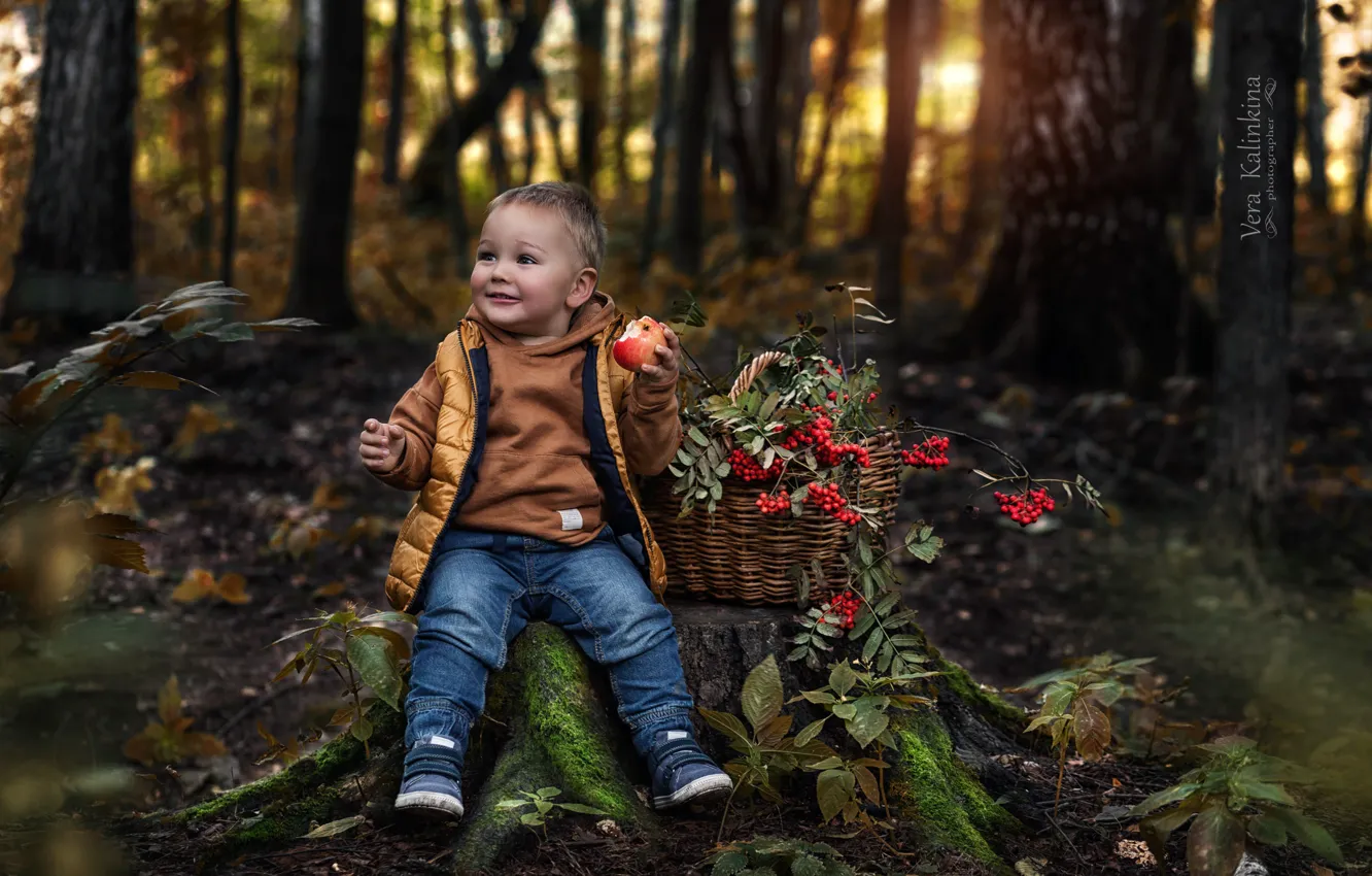 Photo wallpaper forest, smile, basket, apples, boy, Rowan