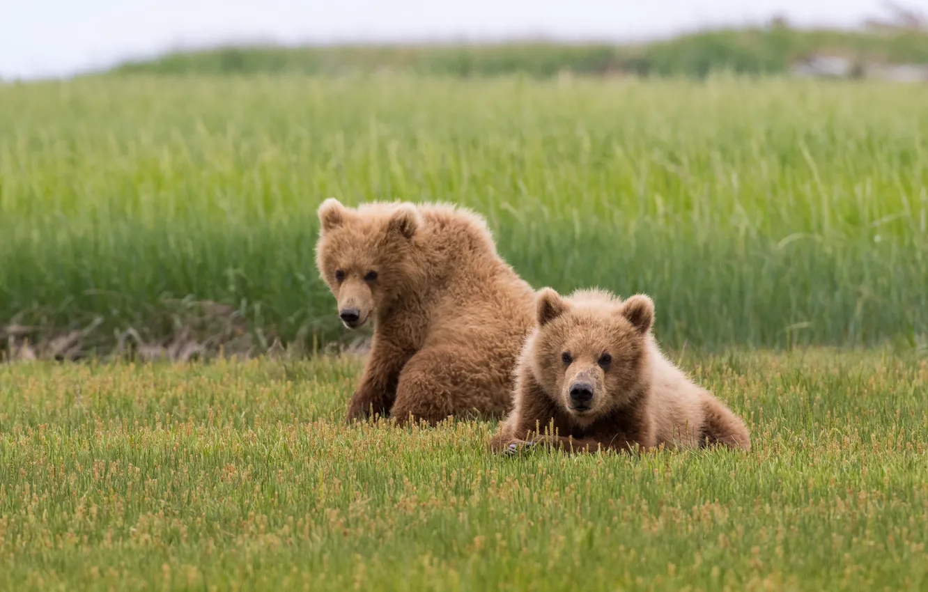 Photo wallpaper field, grass, look, face, nature, pose, glade, two