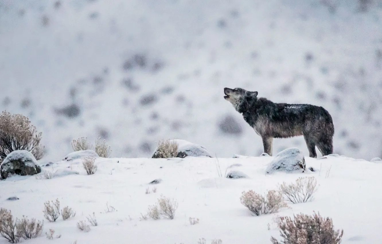 Photo wallpaper Predator, nature, animal, wolf, wildlife, portrait, portrait., Canis lupus. face